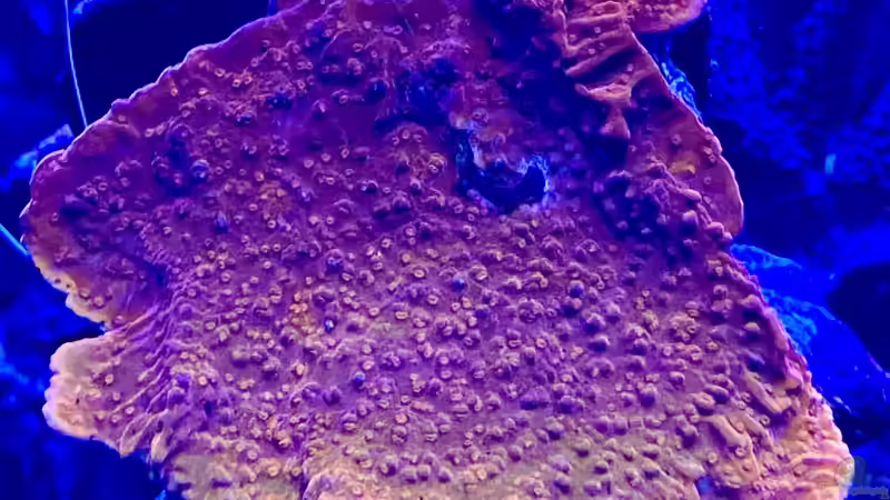 Besatz im Aquarium Unreal • Fancy • Magic von Tim1979 (49)