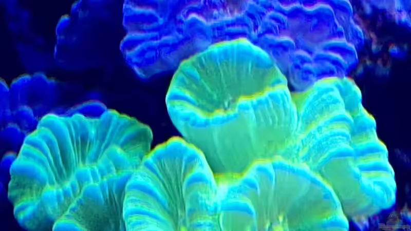 Besatz im Aquarium Unreal • Fancy • Magic von Tim1979 (51)