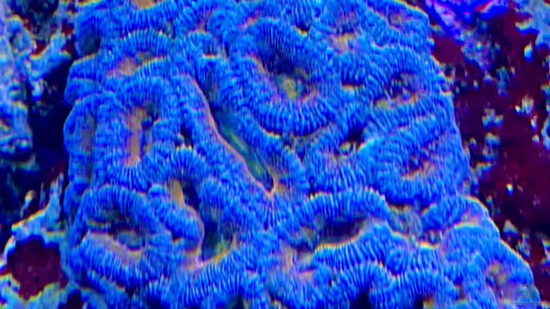 Besatz im Aquarium Unreal • Fancy • Magic von Tim1979 (52)