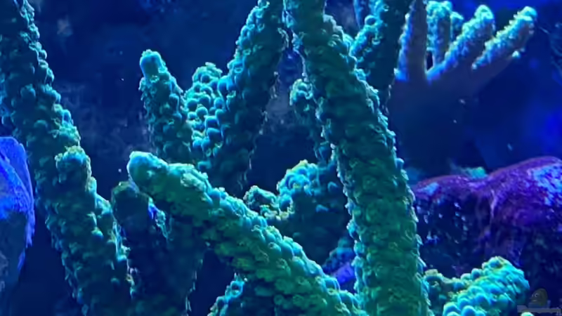 Besatz im Aquarium Unreal • Fancy • Magic von Tim1979 (53)