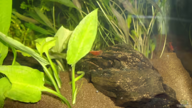 Besatz im Aquarium Unser 25 Liter - Nano von Cia (5)