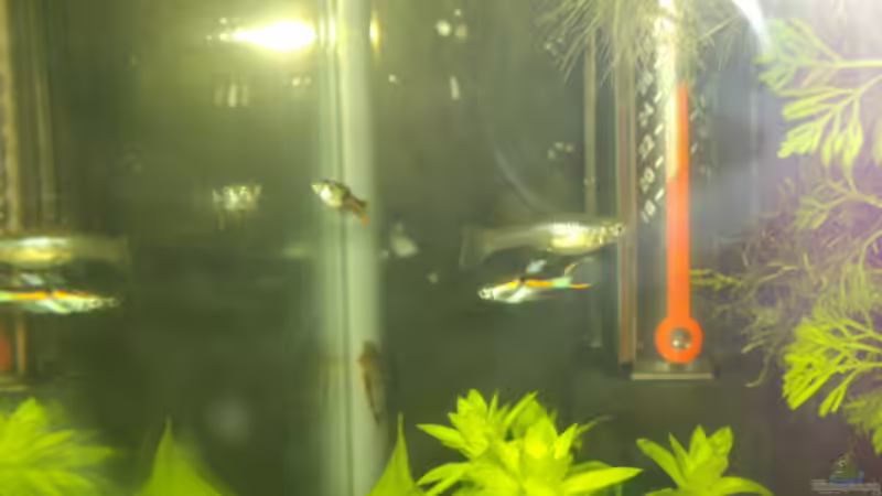 Besatz im Aquarium Unser 25 Liter - Nano von Cia (7)