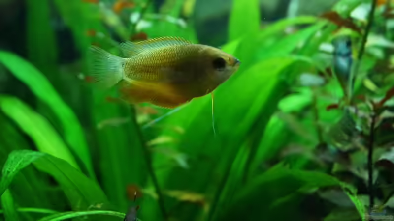 Besatz im Aquarium Unser Erstes von Kristin89 (15)