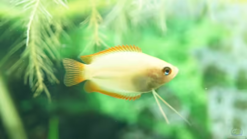 Besatz im Aquarium Unser Erstes von Kristin89 (16)