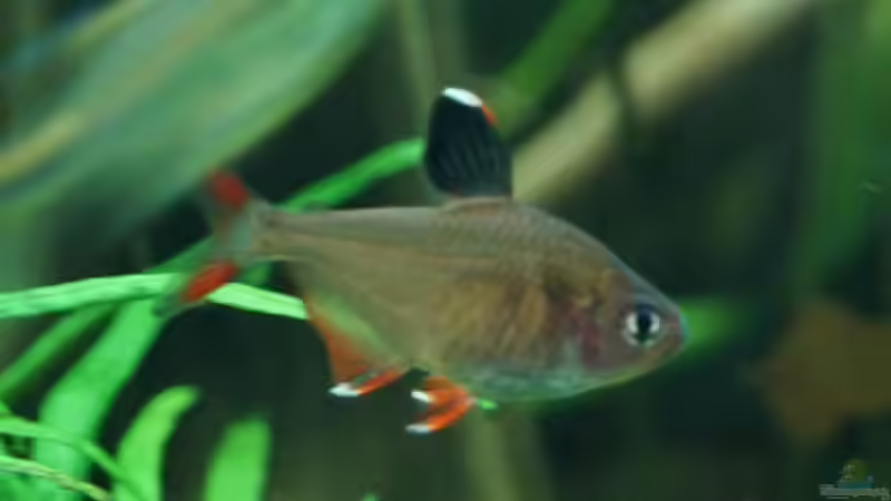 Besatz im Aquarium Unser Erstes von Kristin89 (18)