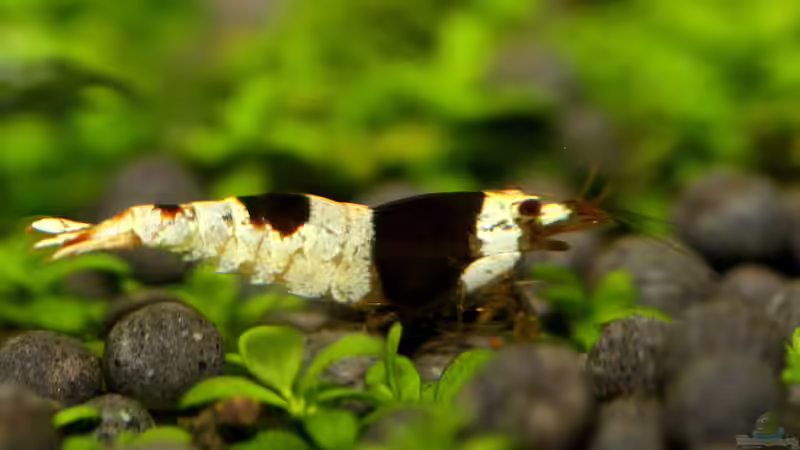 Besatz im Aquarium Unser Hobby von Mel&Marc (28)