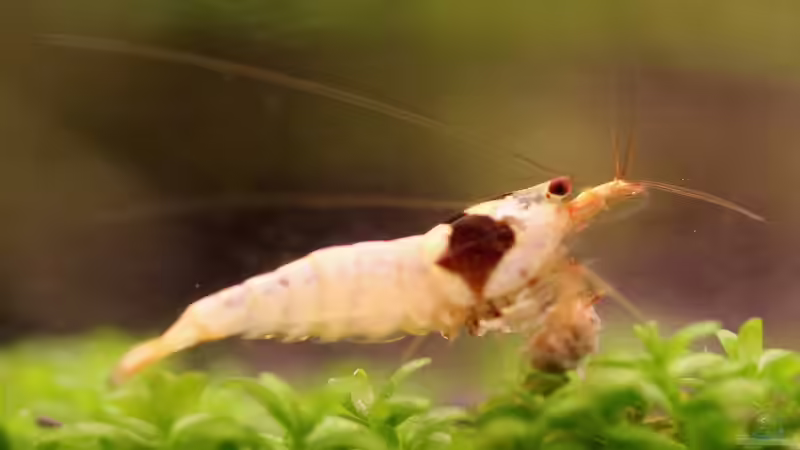 Besatz im Aquarium Unser Hobby von Mel&Marc (29)