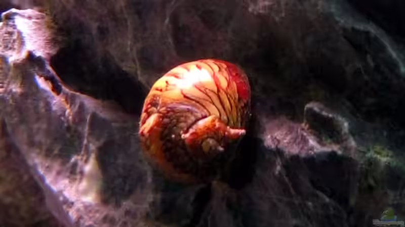 Besatz im Aquarium Unser Hobby von Mel&Marc (31)