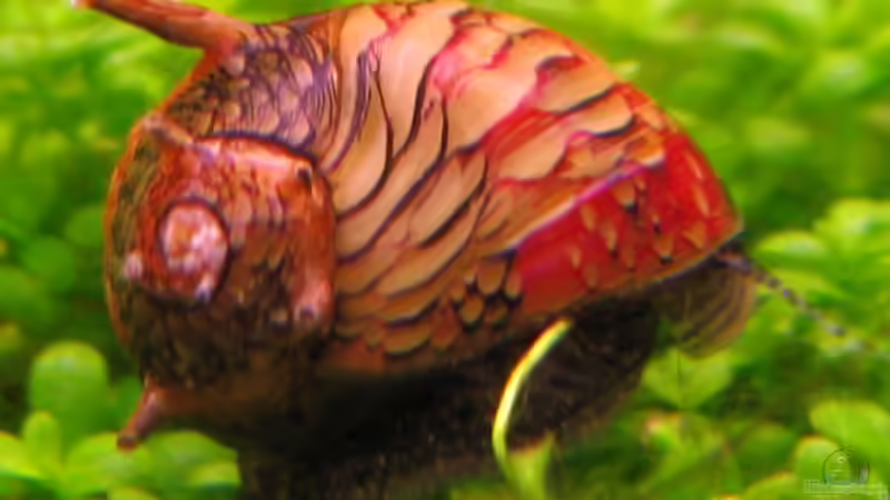 Besatz im Aquarium Unser Hobby von Mel&Marc (32)