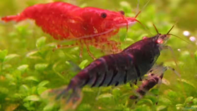 Besatz im Aquarium Unser Hobby von Mel&Marc (38)