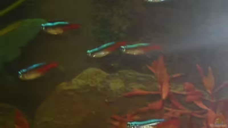 Besatz im Aquarium Unser kleines Becken von Elbfan (13)