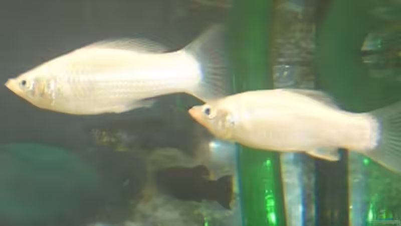 Besatz im Aquarium Unser kleines Becken von Elbfan (14)