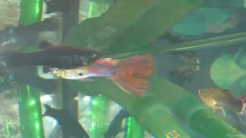 Besatz im Aquarium Unser kleines Becken von Elbfan (15)