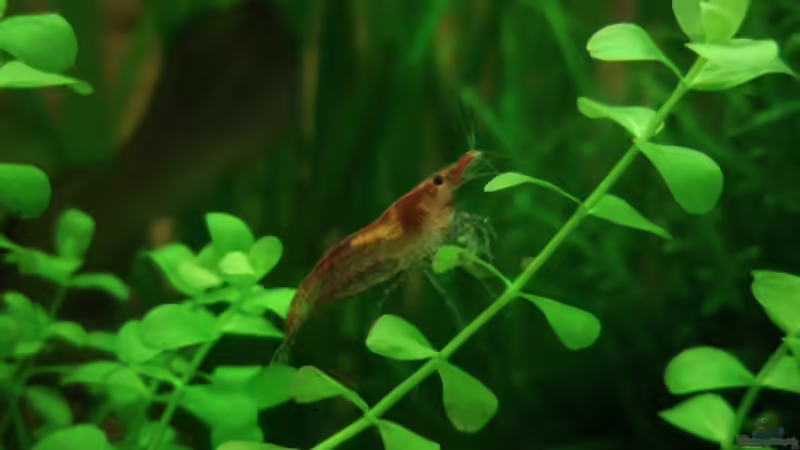 Besatz im Aquarium Unser Küchenfernseher von Snoeddenmops (10)