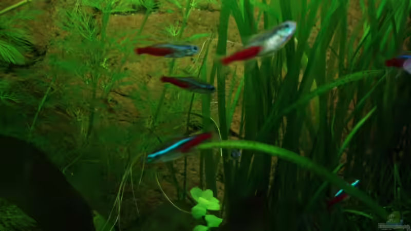 Besatz im Aquarium Unser Küchenfernseher von Snoeddenmops (11)