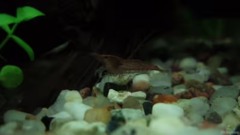 Besatz im Aquarium Unser Küchenfernseher von Snoeddenmops (8)