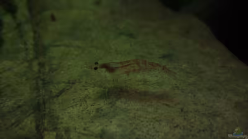 Besatz im Aquarium Unser Küchenfernseher von Snoeddenmops (9)