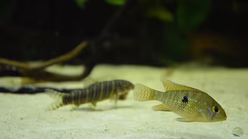 Besatz im Aquarium Unser lebendiges Bild von Vero und David (10)