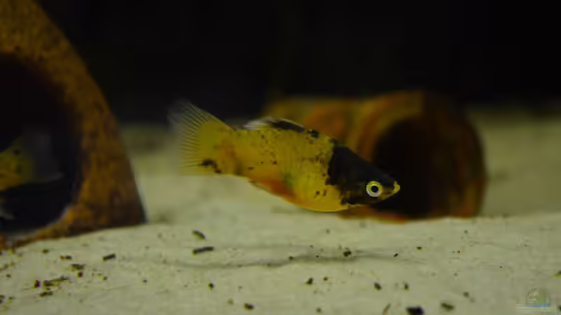 Besatz im Aquarium Unser lebendiges Bild von Vero und David (12)