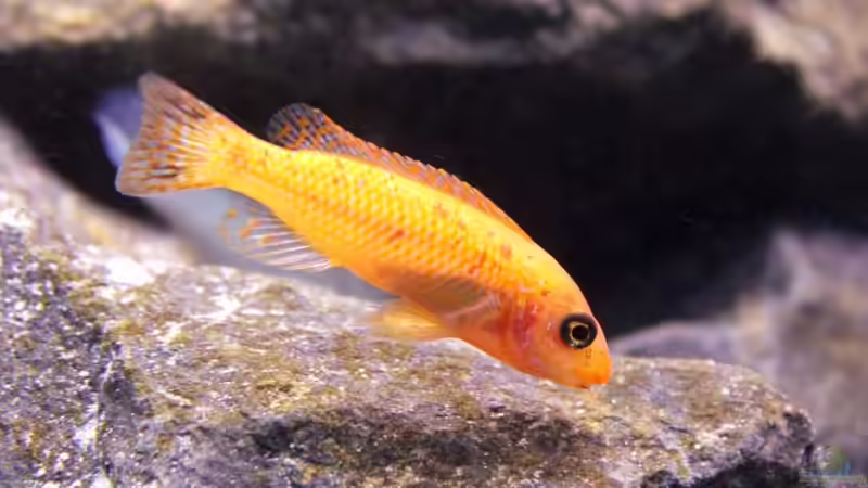 Besatz im Aquarium Unser Malawi - nicht mehr in Betrieb von Nina Hutter (35)