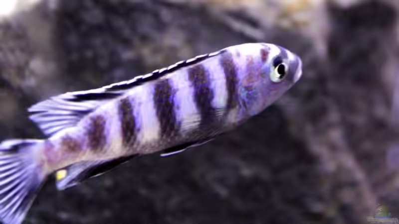 Besatz im Aquarium Unser Malawi - nicht mehr in Betrieb von Nina Hutter (36)