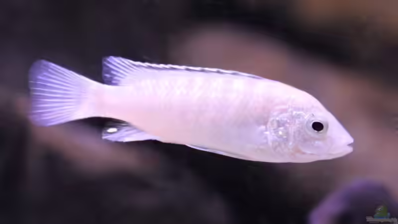 Besatz im Aquarium Unser Malawi - nicht mehr in Betrieb von Nina Hutter (38)