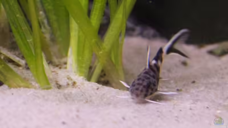 Besatz im Aquarium Unser Malawi - nicht mehr in Betrieb von Nina Hutter (39)