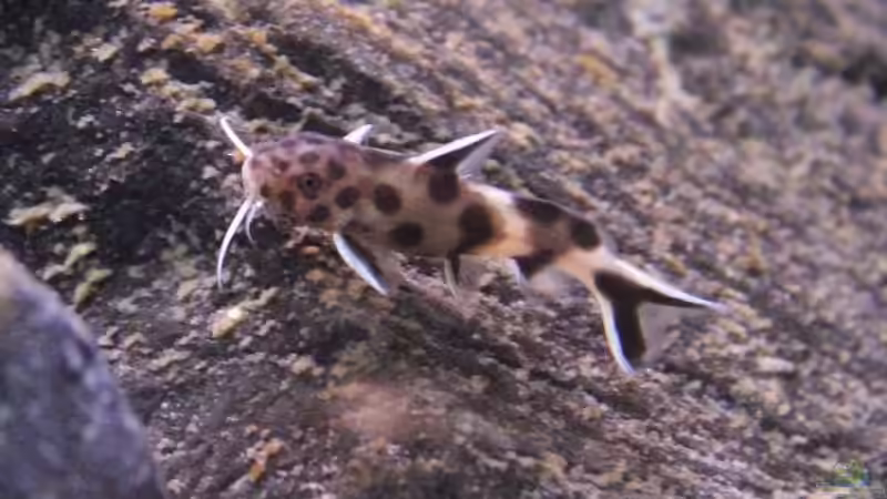 Besatz im Aquarium Unser Malawi - nicht mehr in Betrieb von Nina Hutter (40)