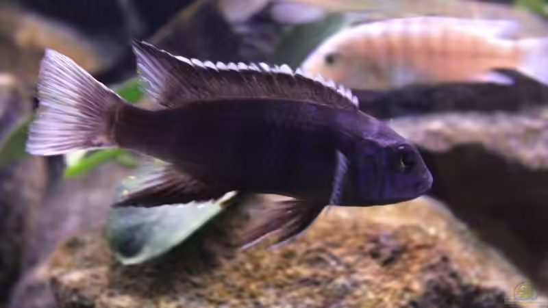 Besatz im Aquarium Unser Malawi - nicht mehr in Betrieb von Nina Hutter (41)