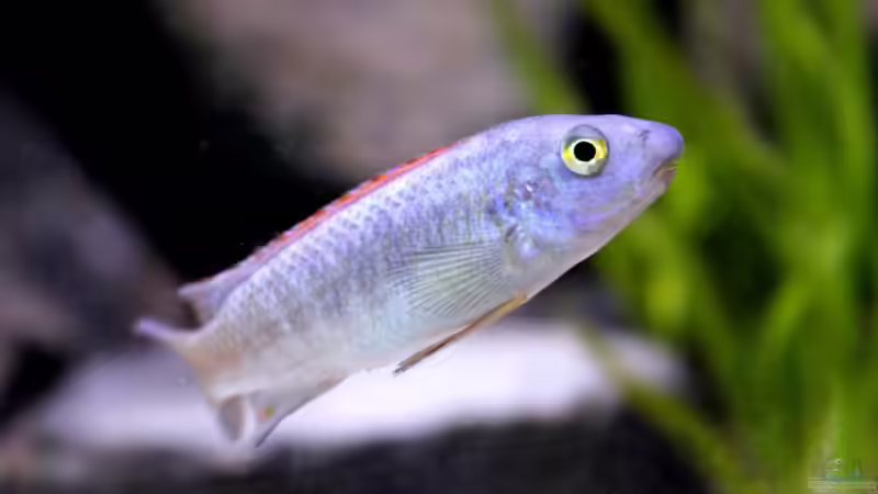 Besatz im Aquarium Unser Malawi - nicht mehr in Betrieb von Nina Hutter (42)