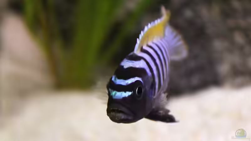 Besatz im Aquarium Unser Malawi - nicht mehr in Betrieb von Nina Hutter (43)