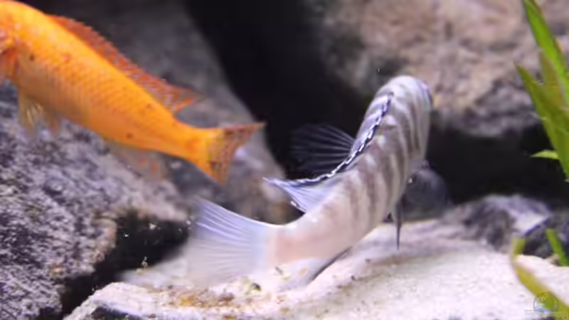 Besatz im Aquarium Unser Malawi - nicht mehr in Betrieb von Nina Hutter (44)