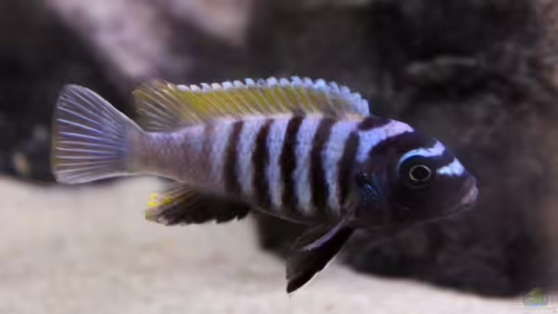 Besatz im Aquarium Unser Malawi - nicht mehr in Betrieb von Nina Hutter (45)