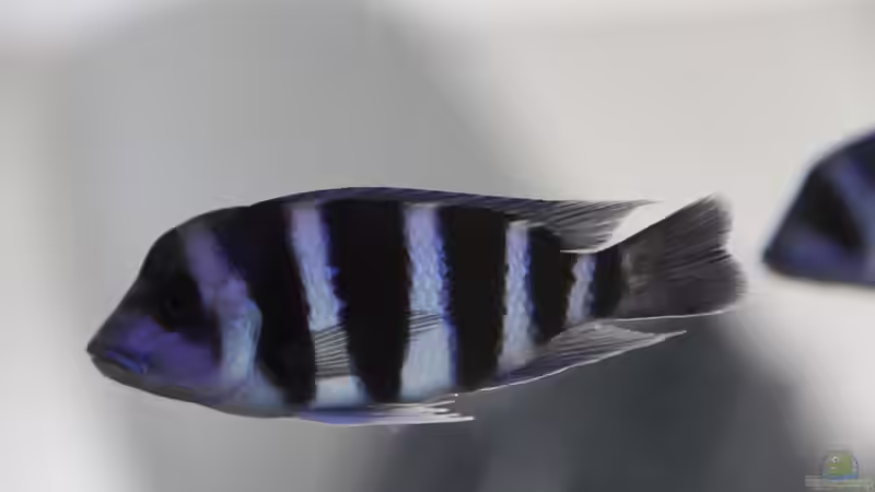 Besatz im Aquarium unsere Küchenrückwand ) von anton (10)