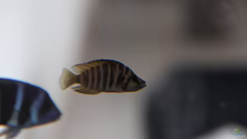 Besatz im Aquarium unsere Küchenrückwand ) von anton (11)