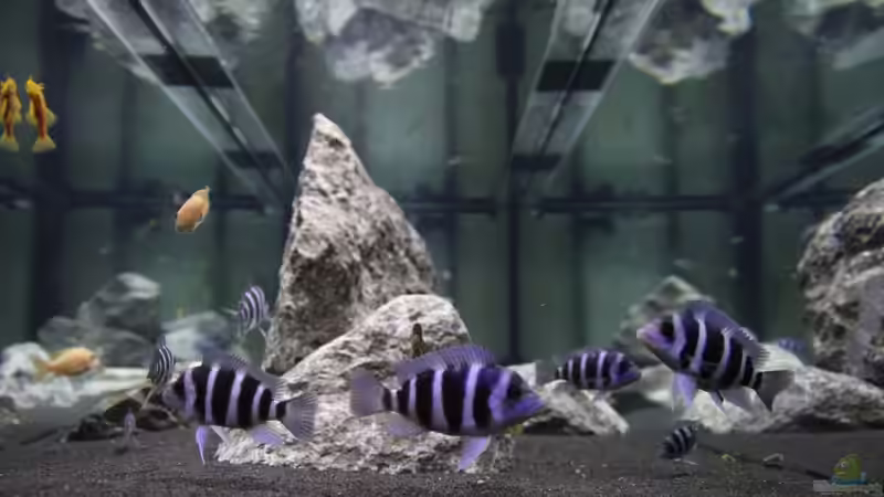 Besatz im Aquarium unsere Küchenrückwand ) von anton (12)