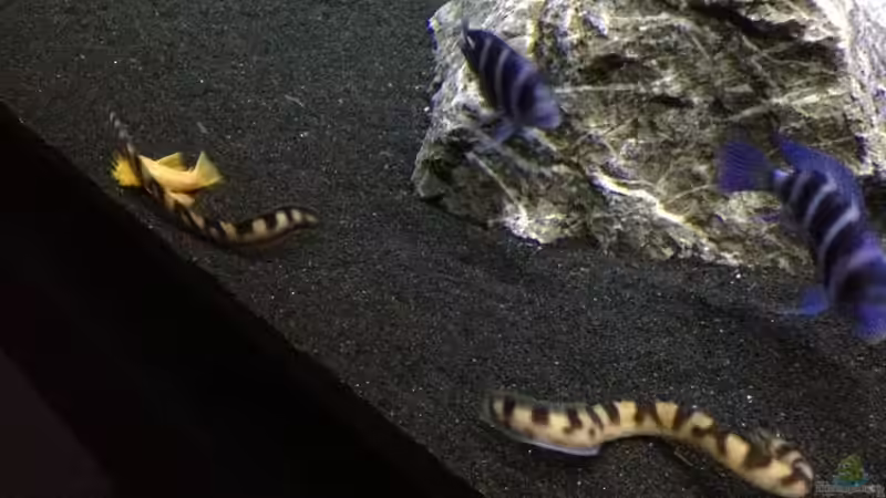 Besatz im Aquarium unsere Küchenrückwand ) von anton (14)