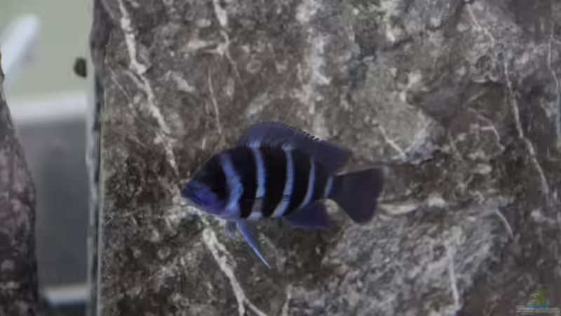 Besatz im Aquarium unsere Küchenrückwand ) von anton (8)