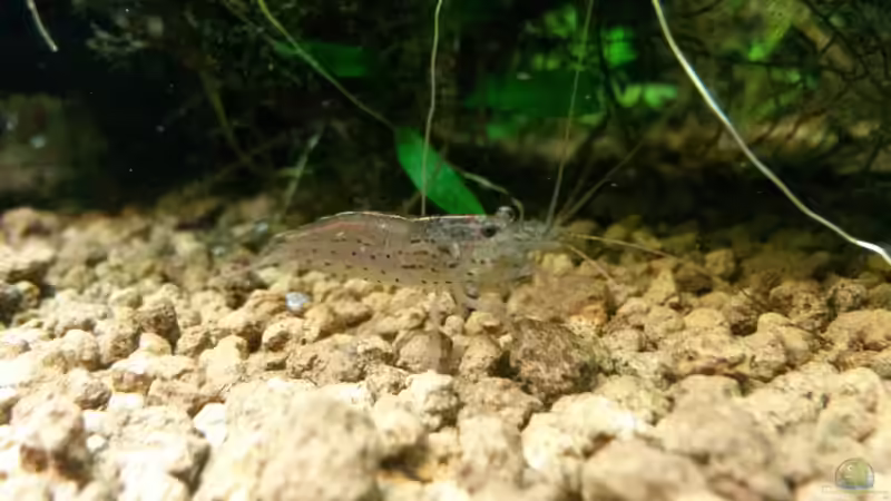 Besatz im Aquarium Unterwasserdschungel von Ferbi (40)