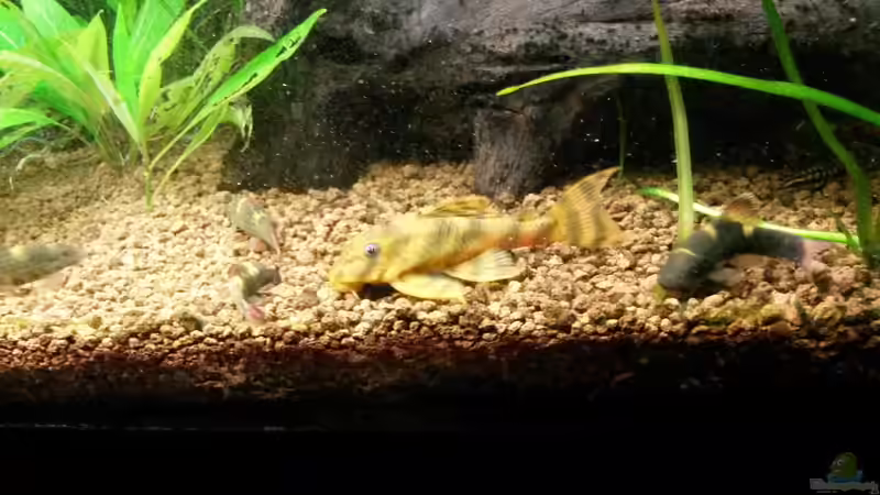 Besatz im Aquarium Unterwasserdschungel von Ferbi (46)