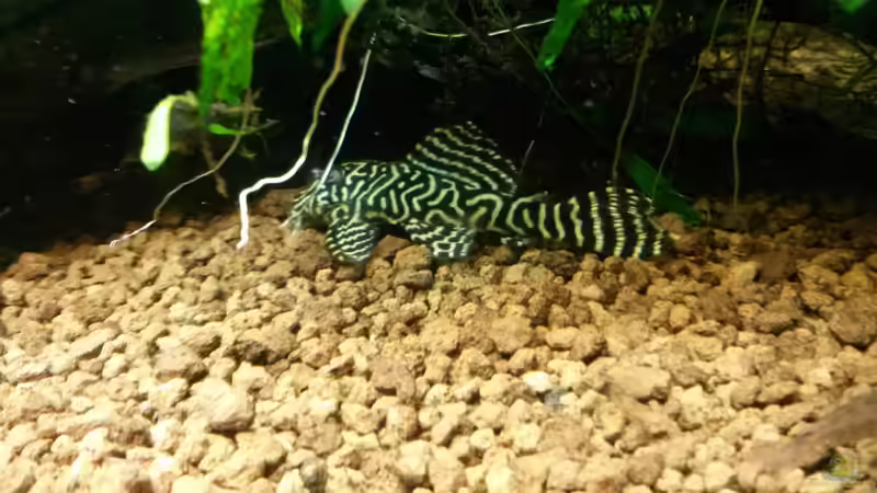 Besatz im Aquarium Unterwasserdschungel von Ferbi (49)