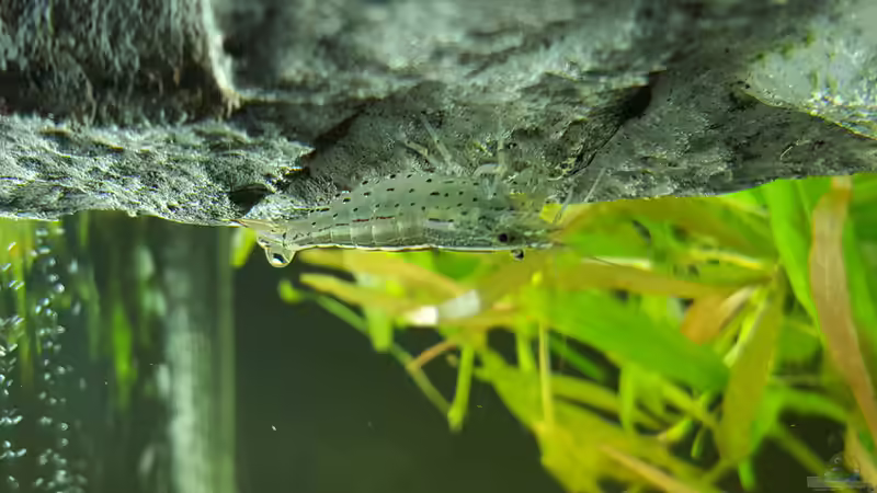 Besatz im Aquarium Unterwasserwelt von Oliver Peters (8)
