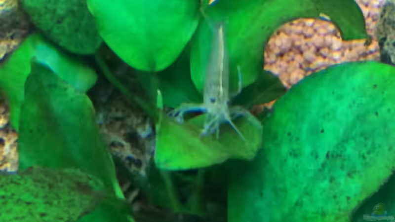 Besatz im Aquarium Unterwasserwelt von Stephane (16)