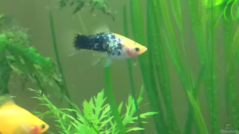 Besatz im Aquarium Unterwasserwelt von Stephane (19)