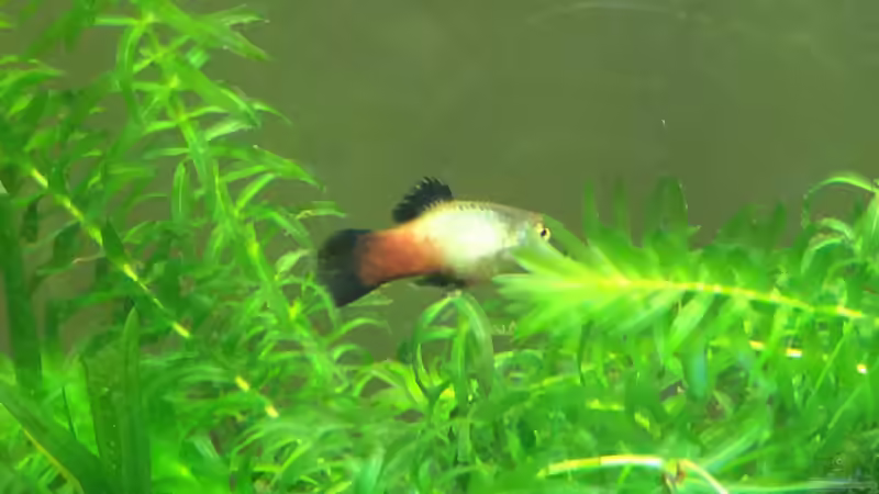 Besatz im Aquarium Unterwasserwelt von Stephane (20)