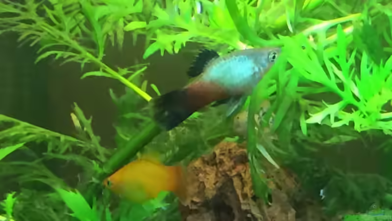 Besatz im Aquarium Unterwasserwelt von Stephane (21)