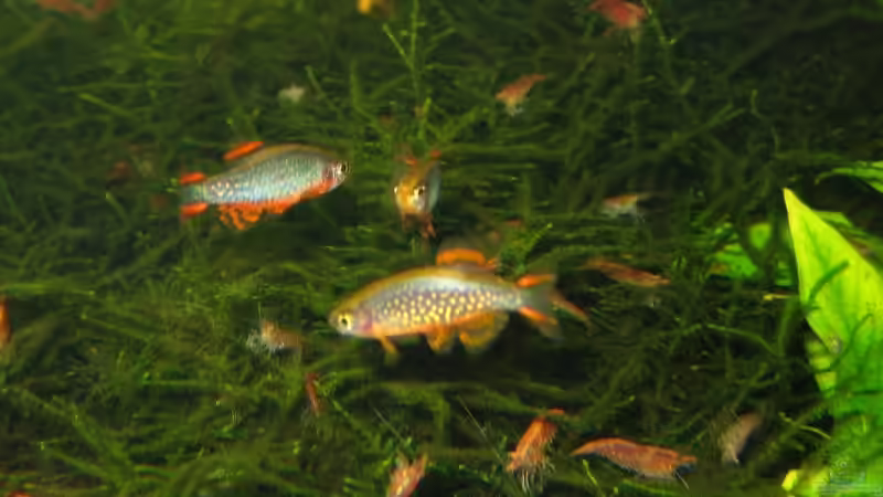 Besatz im Aquarium urwald von schnibbelxyz (12)