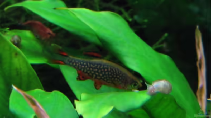 Besatz im Aquarium urwald von schnibbelxyz (13)