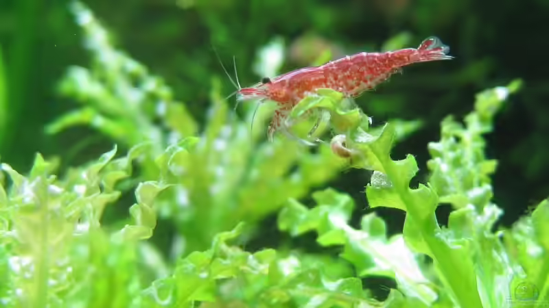 Besatz im Aquarium urwald von schnibbelxyz (9)