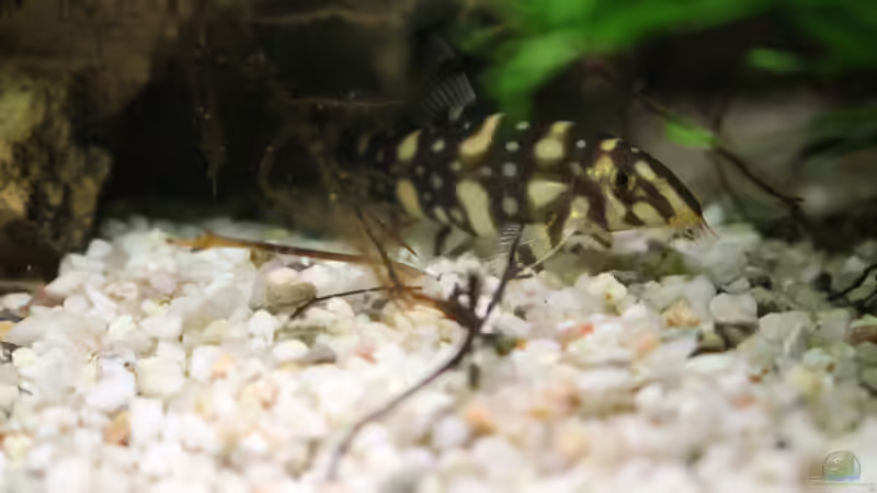 Besatz im Aquarium Used von Jahack (5)